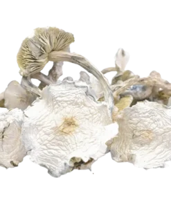 Albino Zilla Magic Mushrooms Canada