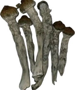Steel Magnolia Magic Mushrooms