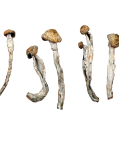 African Transkei Magic Mushrooms Canada