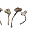 Albino Avery Magic Mushrooms