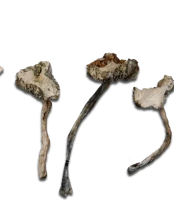 Albino Avery Magic Mushrooms