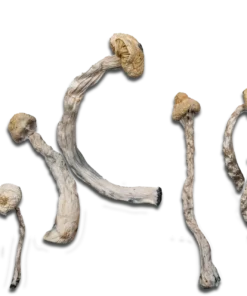 Alternative view of Albino Jedi Mind Fuck Magic Mushrooms