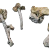 Albino Treasure Coast Magic Mushrooms