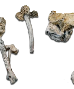 Albino Treasure Coast Magic Mushrooms