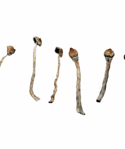 Amazonian Magic Mushrooms