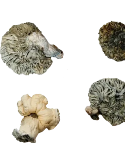 Andromeda Magic Mushrooms