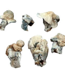 Aztec God Magic Mushrooms