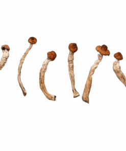 Ban Sa Phang Kha Magic Mushrooms