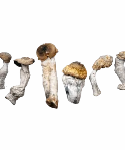 Blue God Magic Mushrooms Canada