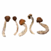 Cambodian Magic Mushrooms Canada