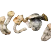 Code Blue Magic Mushrooms