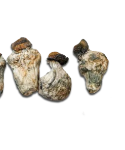 Dino Eggs Magic Mushrooms Canada
