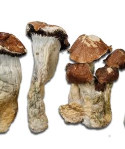 El Choco Magic Mushrooms