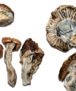 Gold Member Magic Mushrooms Canada