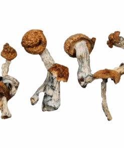 Golden Teacher Magic Mushrooms