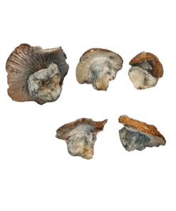 Hillbilly Pumpkin Magic Mushrooms