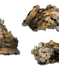 Hydra Enigma Magic Mushrooms