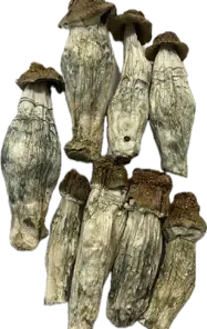 Alternative view of Yeti Magic Mushrooms