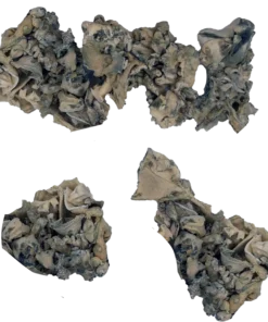 Jabba Enigma Magic Mushrooms
