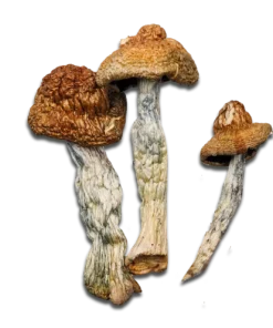 Jedi Mind Fuck Magic Mushrooms Canada