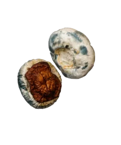 Alternative view of King Kong Magic Mushrooms