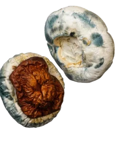 King Kong Magic Mushrooms