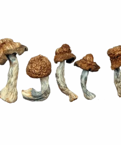 M-100 Magic Mushrooms Canada