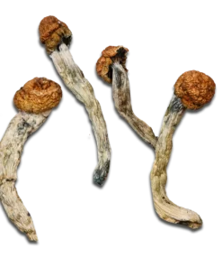 Machine Elf Magic Mushrooms
