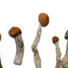 Malabar Magic Mushrooms Canada