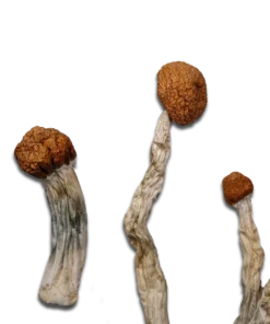 Malabar Magic Mushrooms Canada