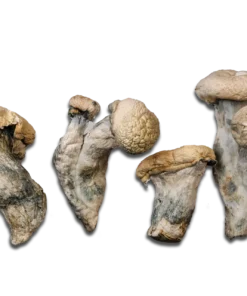 Maria Scbina Magic Mushrooms