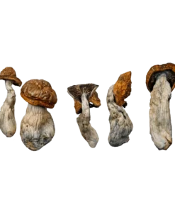 McKilla Gorilla Magic Mushrooms Canada