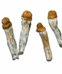 Melmac Magic Mushrooms Canada