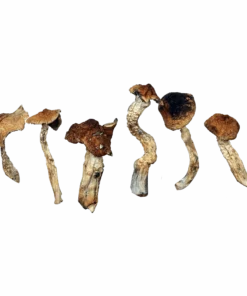 Mexicana Magic Mushrooms