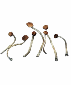 MexiCube Magic Mushrooms