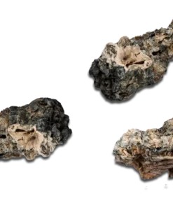 Nebula Enigma Magic Mushrooms