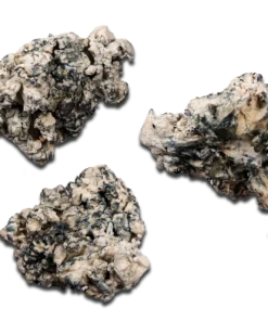 Omni Enigma Magic Mushrooms