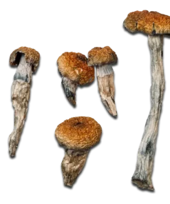 Orissa India Magic Mushrooms