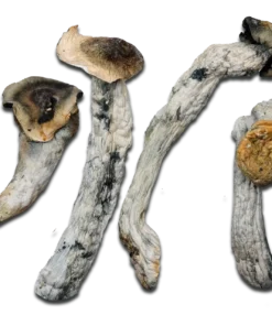Poseidon’s Finger Magic Mushrooms