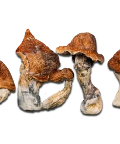 Super Squat Juggernaut Magic Mushrooms