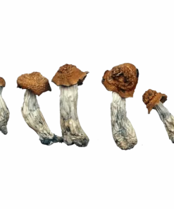 Texas Penis Envy Magic Mushrooms Canada