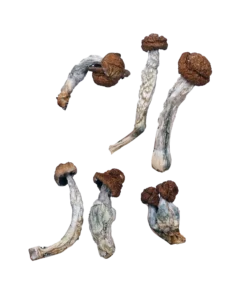 Trinity Magic Mushrooms Canada