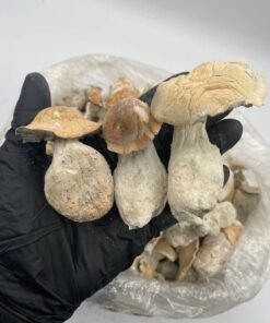 Buy Golden Teacher Magic Mushrooms Canada