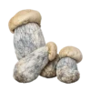 Albino Penis Envy Magic Mushroom