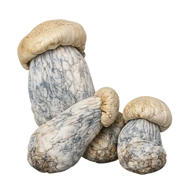 Albino Penis Envy Magic Mushroom
