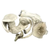 Albino Mars magic mushroom