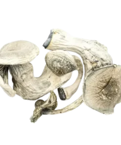 Albino Mars magic mushroom