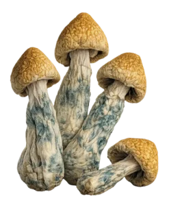 Penis Envy shrooms for sale Canada