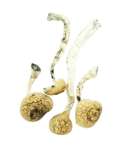 Amazonian Cubensis