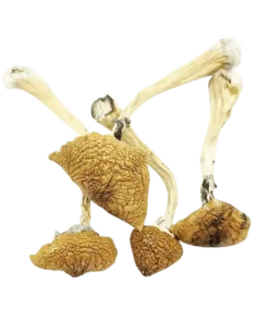 B+ Cubensis